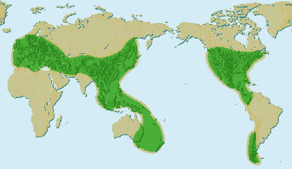 Distribution of Beech Today
