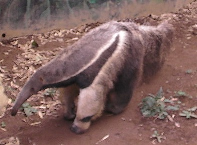 Giant Anteater