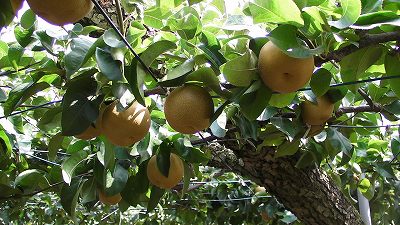 Japanese Pear