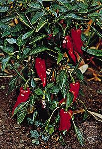 Paprika