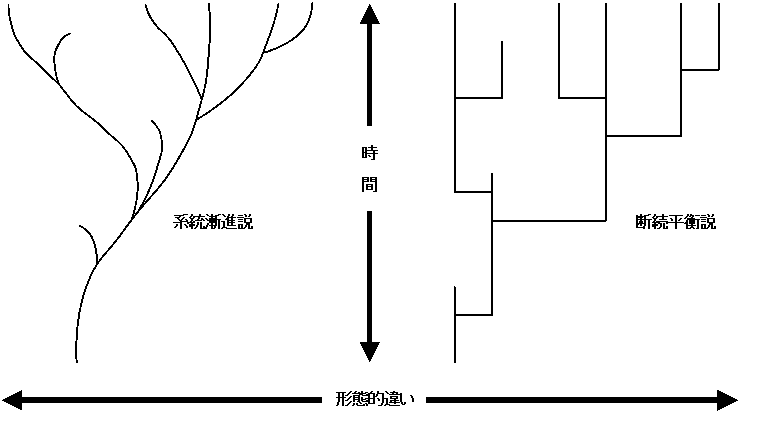 Phyletic Gradualism and Punctuated Equilibrium
