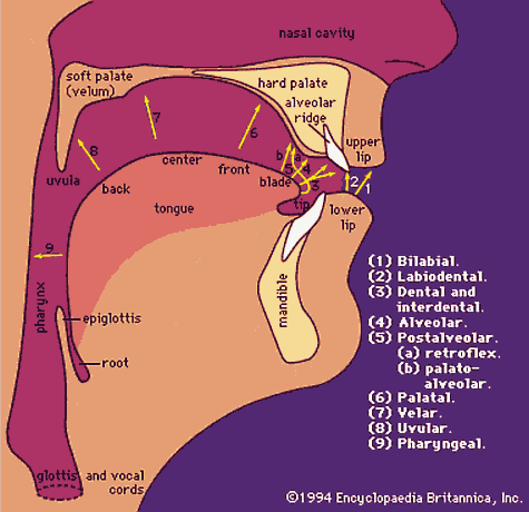 Places of Articulation