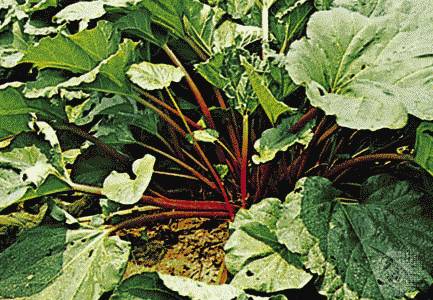 Rhubarb