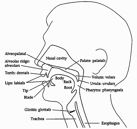 Vocal Tract